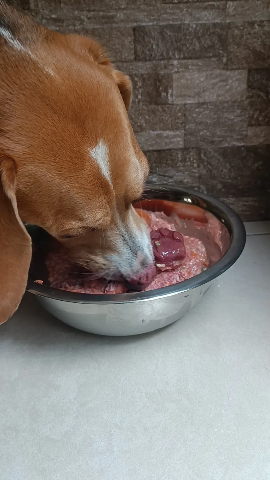Comida natural BARF para Labrador en Quito