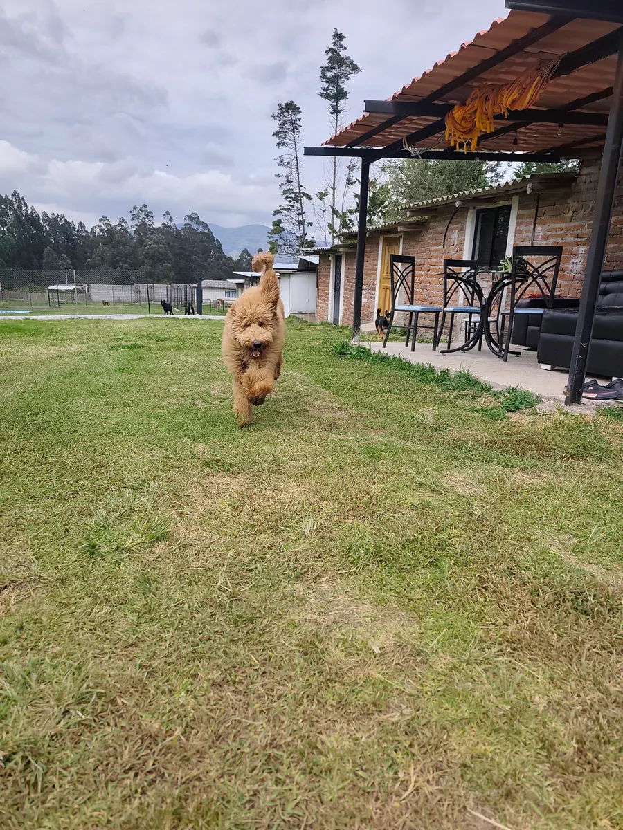 Comida natural BARF de CRUBO a domicilio en Quito