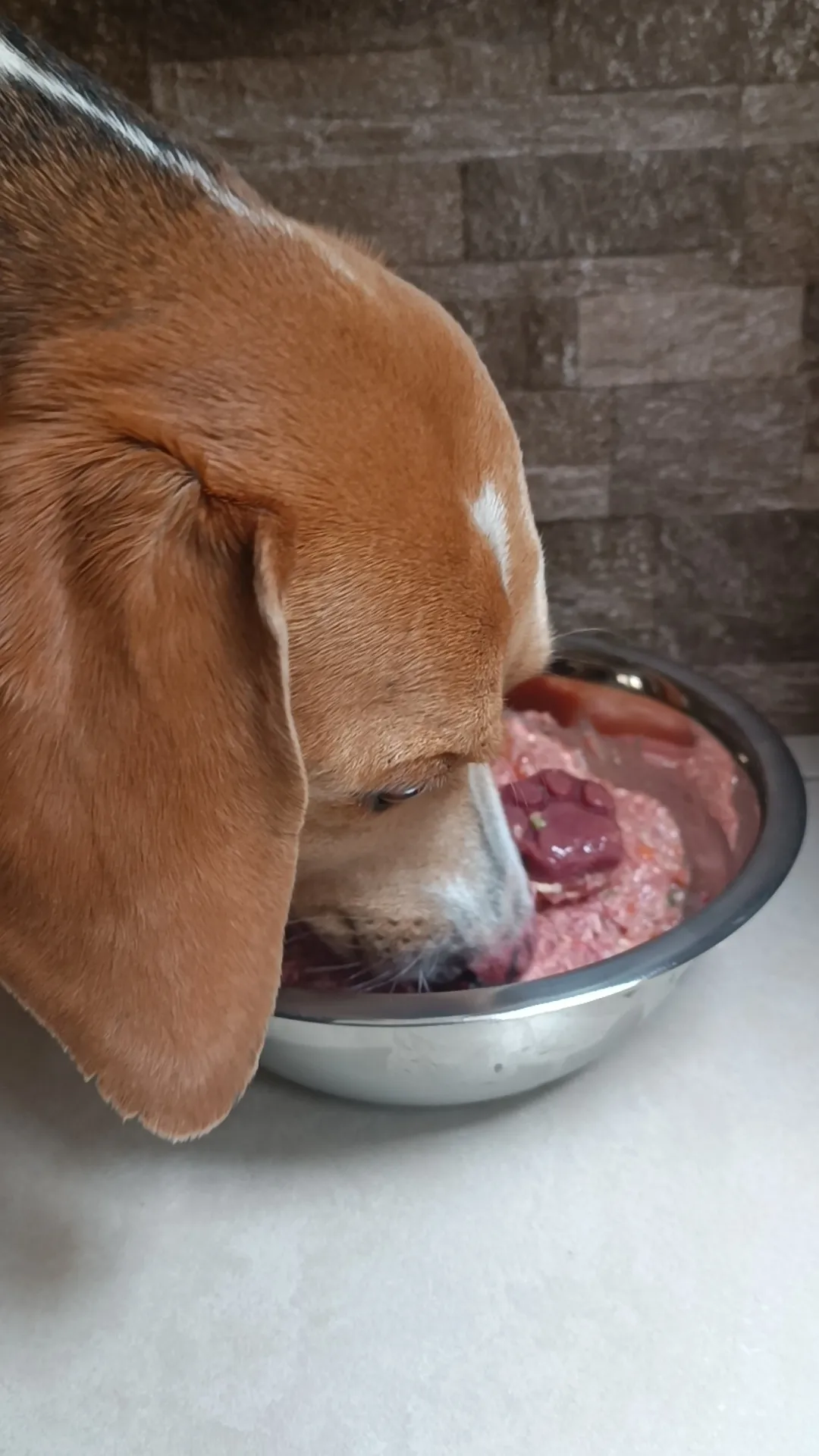 ¿Cuánto come un Beagle sin que termine rellenito?