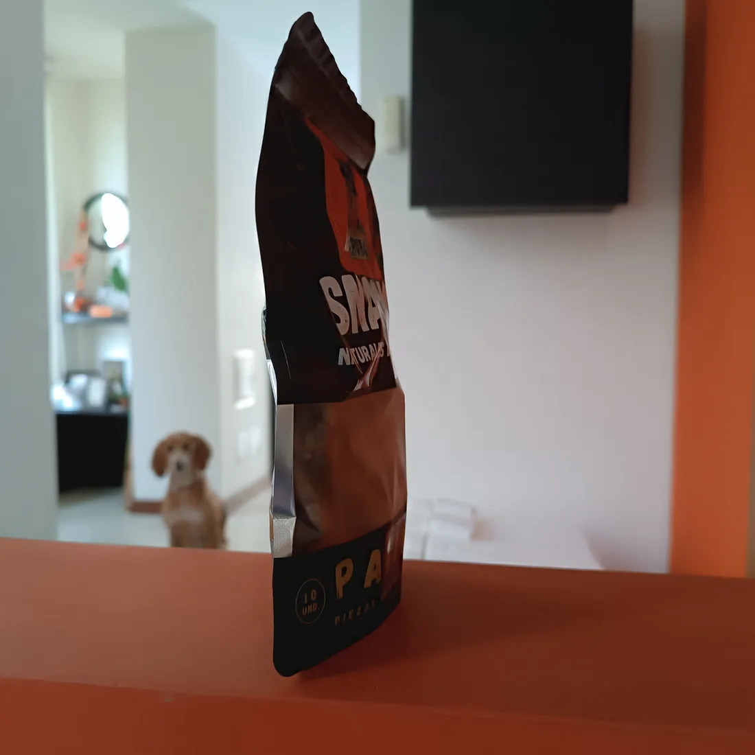 ¿Cuánto come un San Bernardo? Un gigante necesita un plan, no improvisar